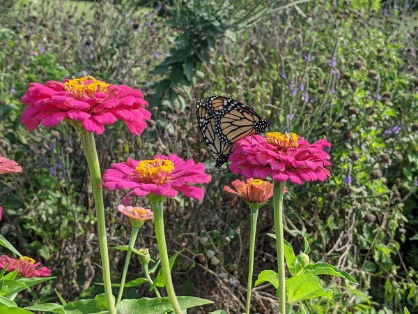 Monarchs mating