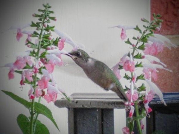 Ruby-throated Hummingbird