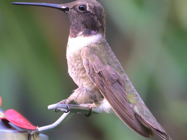 Black-chinned Hummingbird