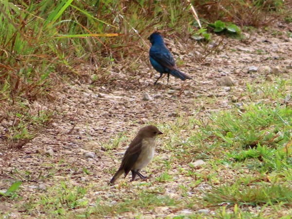 Indigo Buntings