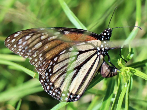 Monarch Butterfly laying eggs