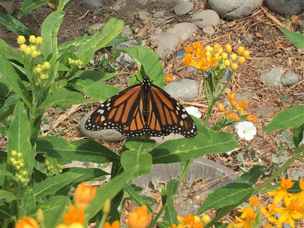 Monarch Butterfly 
