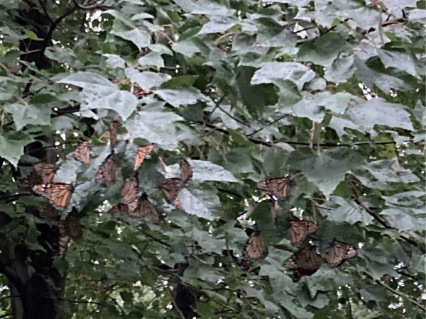 Monarch roost