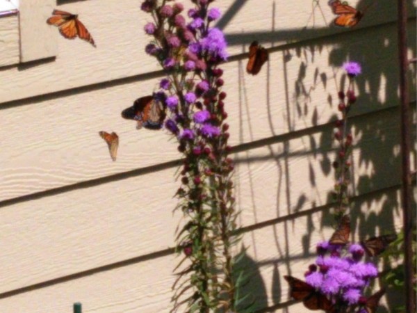 Monarch Butterflies
