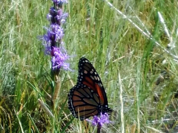 Monarch Butterfly 