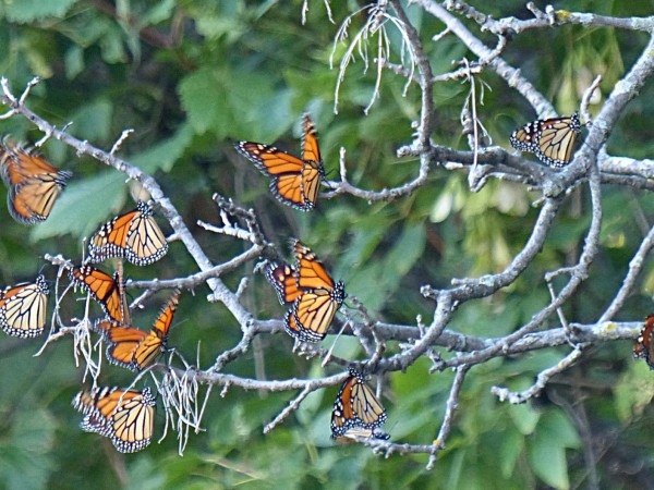 Monarch roost