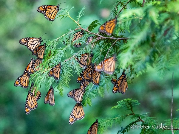 Monarch roost