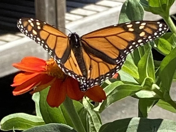 Monarch Butterfly 