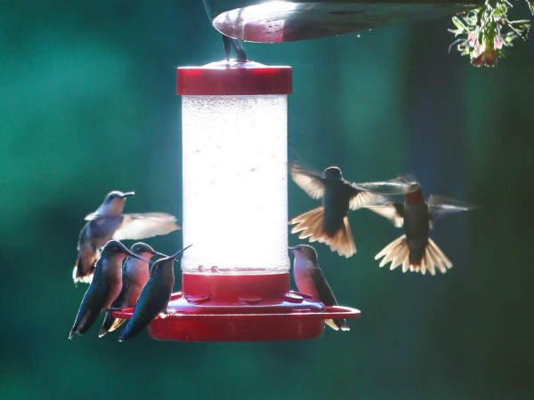Ruby-throated Hummingbirds