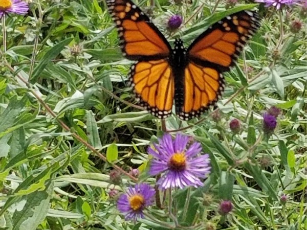 Monarch Butterfly