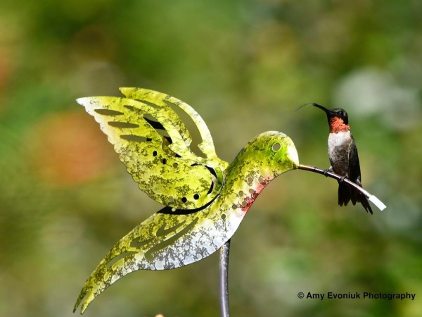 Ruby-throated Hummingbird
