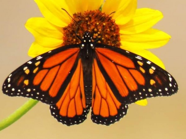 Monarch Butterfly 