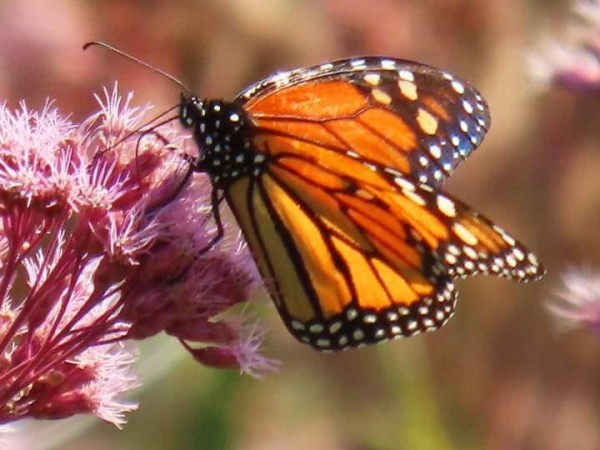 Monarch Butterfly