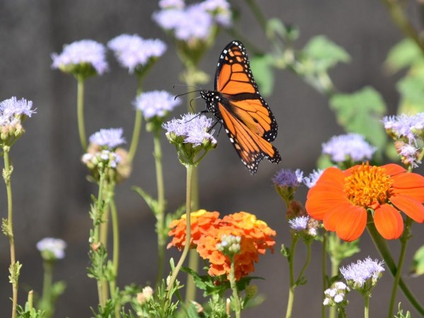 Monarch Butterfly