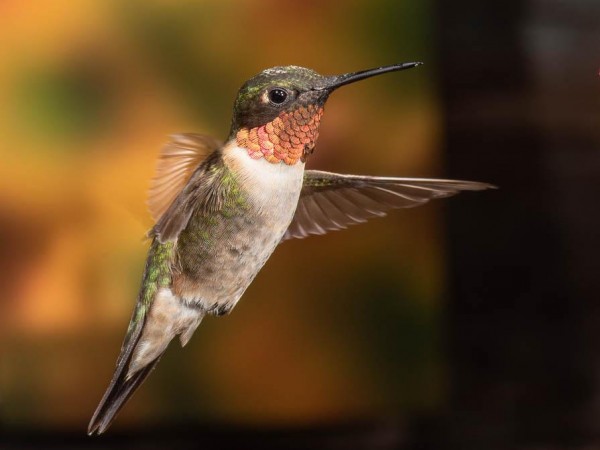 Ruby-throated Hummingbird