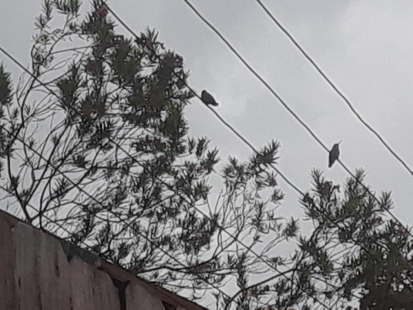 Ruby-throated Hummingbirds