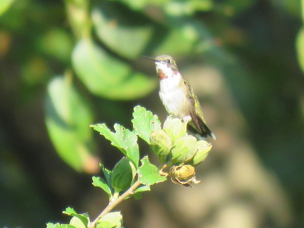 Ruby-throated Hummingbird