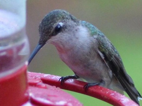 Ruby-throated Hummingbird