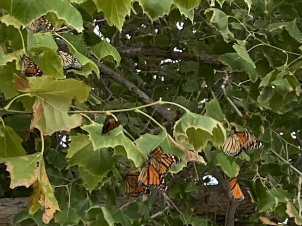 Monarch roost