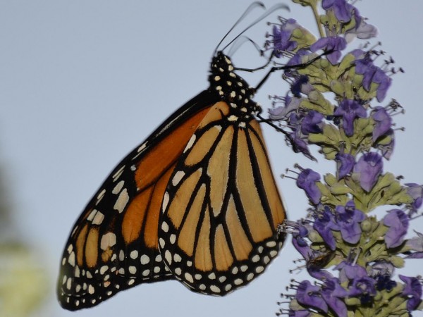 Monarch Butterfly 