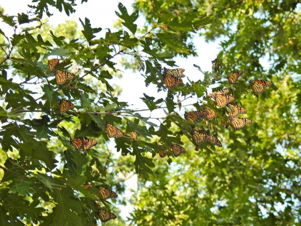 Monarch roost