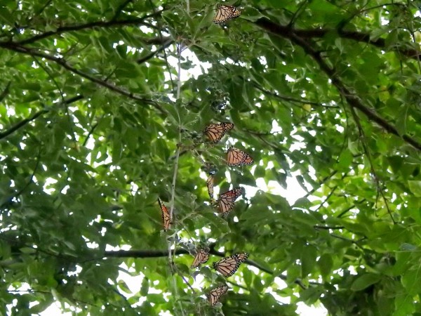 Monarch Butterflies