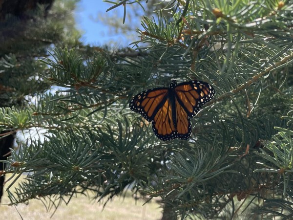 Monarch Butterfly 