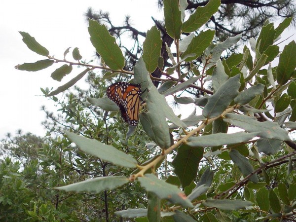 Monarch Butterfly 