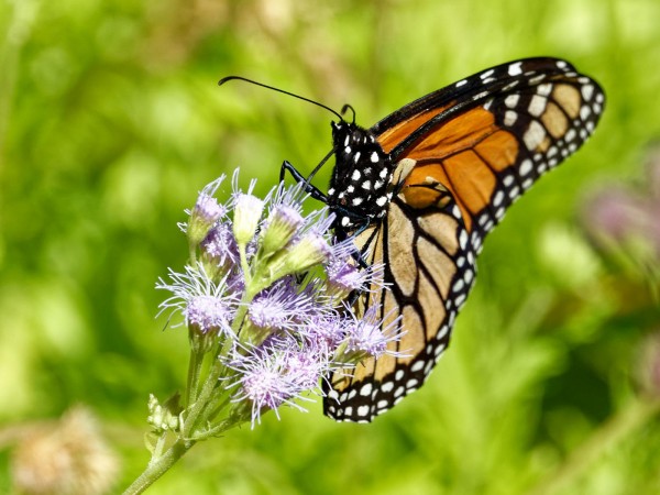 Monarch Butterfly 