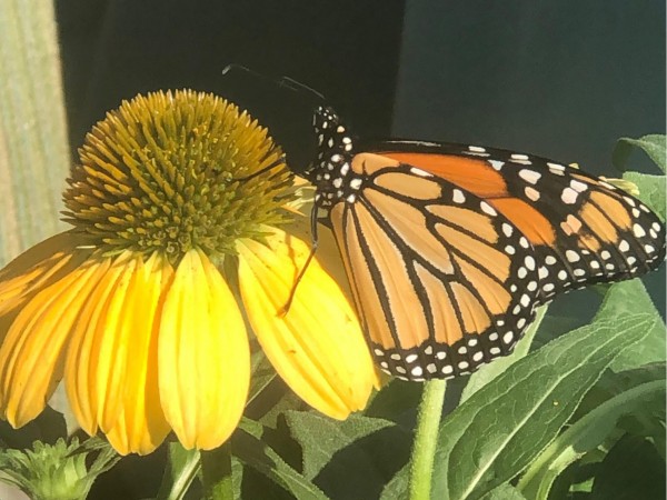 Monarch Butterfly 