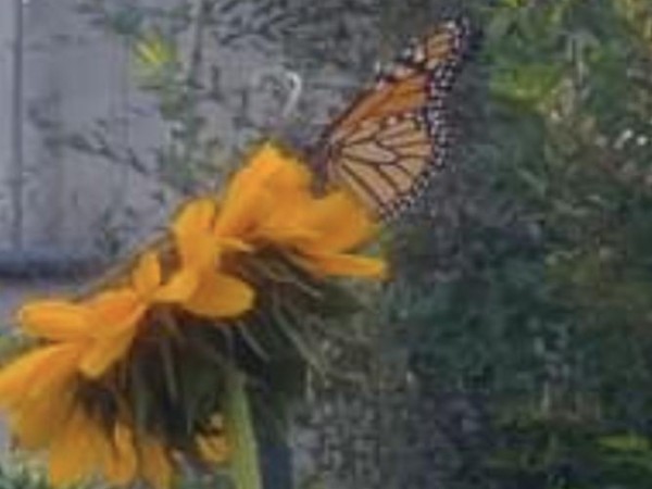 Monarch Butterfly 