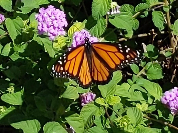 Monarch Butterfly 