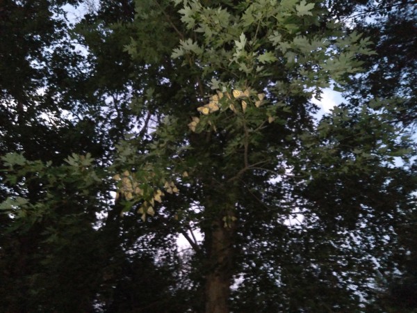 Monarch roost