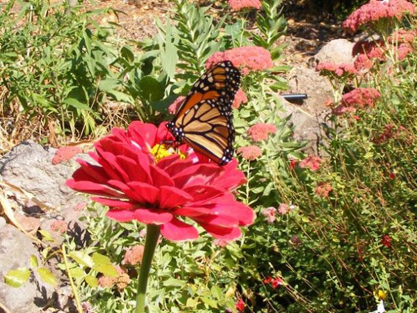 Monarch Butterfly 