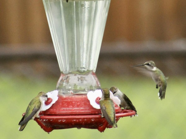 Ruby-throated Hummingbirds
