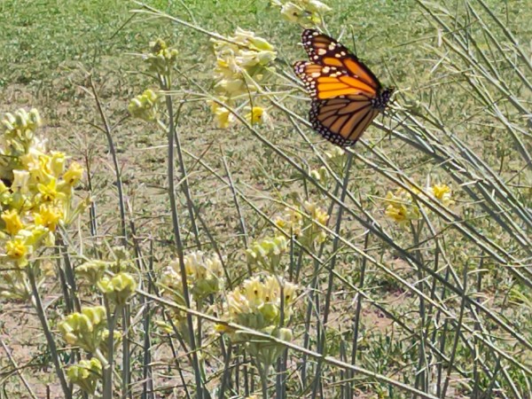 Monarch Butterfly 