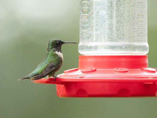 Ruby-throated Hummingbird