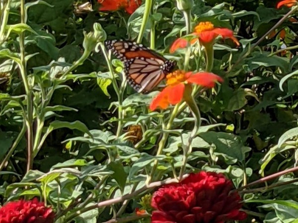 Monarch Butterfly