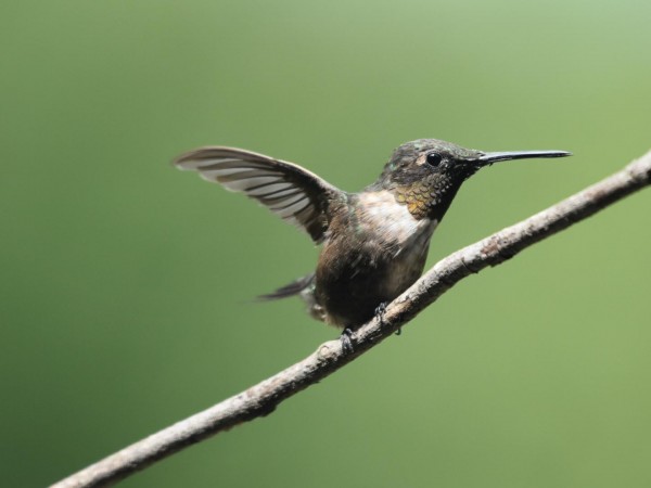 Ruby-throated Hummingbird