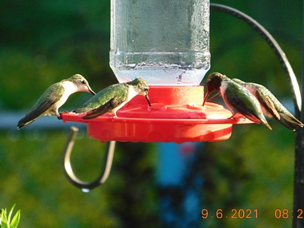 Ruby-throated Hummingbirds