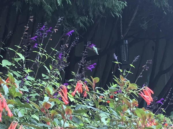 Ruby-throated Hummingbird