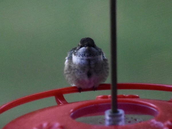 Ruby-throated Hummingbird