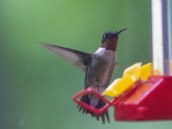 Ruby-throated Hummingbird