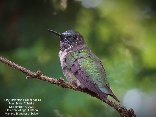 Ruby-throated Hummingbird