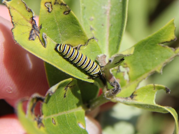 Monarch larva