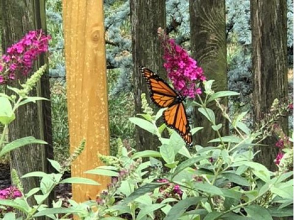 Monarch Butterfly 