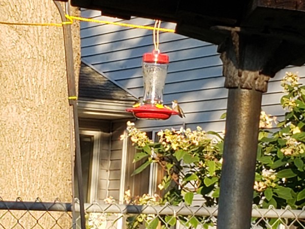 Ruby-throated Hummingbird