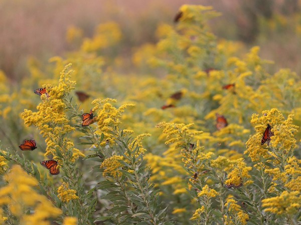 Eastern Monarch Butterfly Population