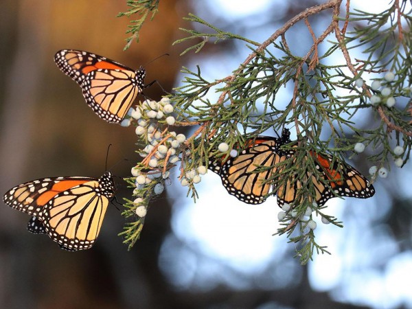 Monarch Butterflies