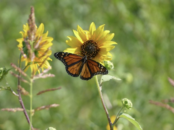 Monarch Butterfly 